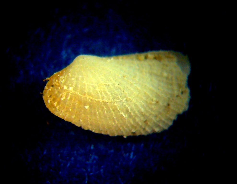 Piccolo bivalve